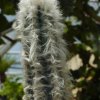 Pilosocereus_sartorianus